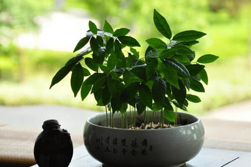 臥室植物風水的注意事項有哪些