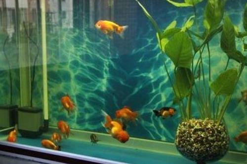 魚缸的擺放風(fēng)水禁忌有哪些