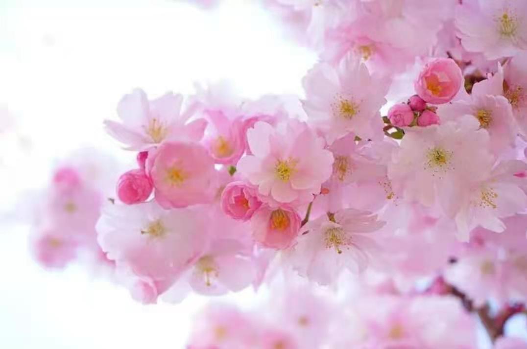 流年桃花運，果然有財桃花才會來