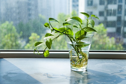辦公室擺放植物風(fēng)水有哪些