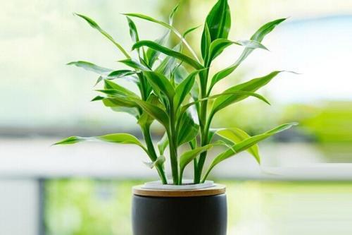 旺財風水植物有哪些