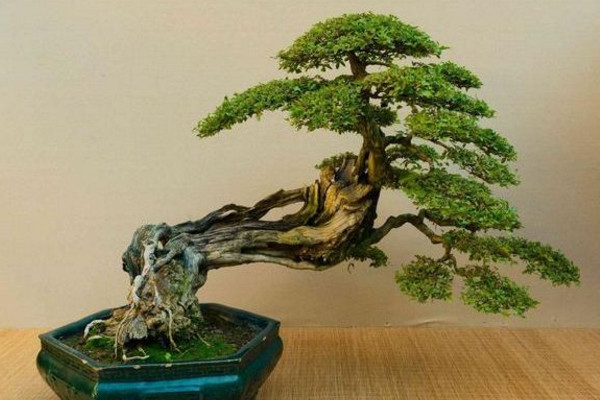 風水學中能夠辟邪的植物