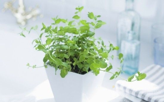 破壞房間風(fēng)水的物品，不能擺放在臥室中的物品