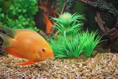 放魚缸的風水禁忌有哪些