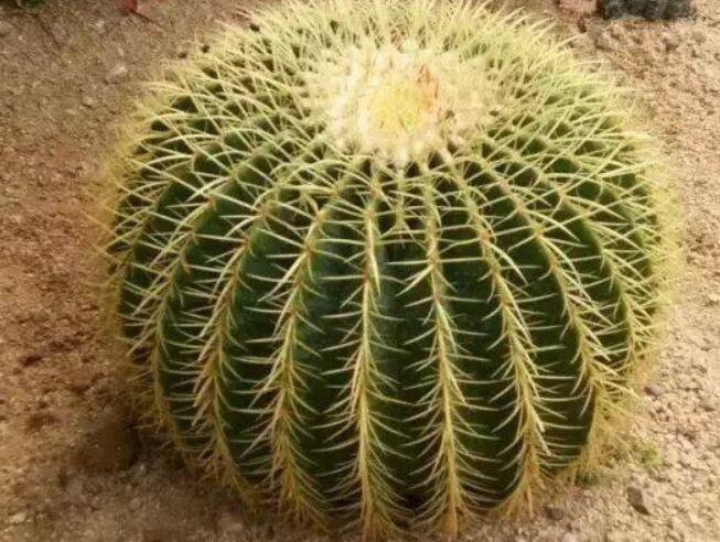 仙人球的風水作用有哪些