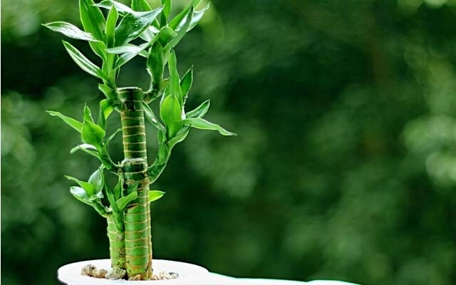 植物風水：富貴竹擺放宜忌