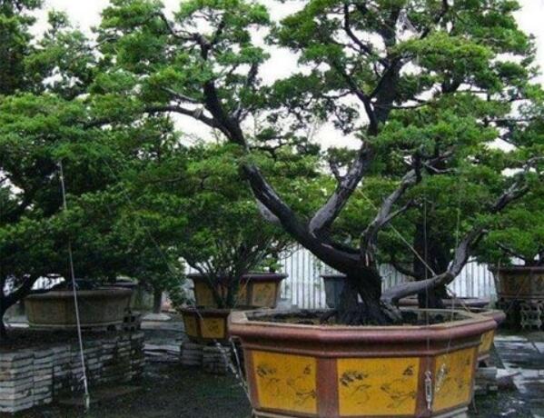 庭院種什么樹風水好