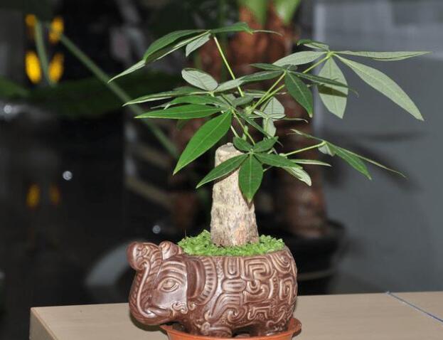 發財樹與風水方面的問題