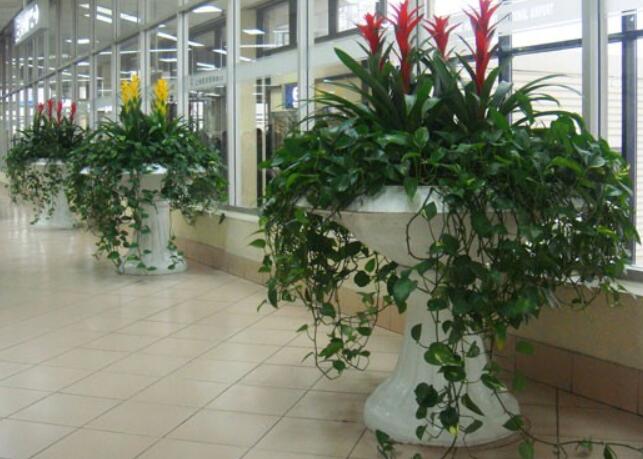 辦公室風(fēng)水植物擺放的相關(guān)注意事項(xiàng)有哪些