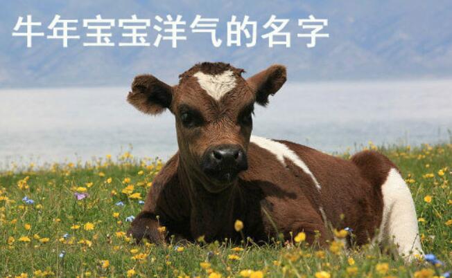 牛寶寶起名張姓男孩起名技巧有哪些