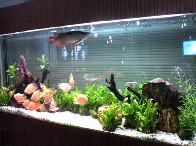 養魚風水：哪些家庭里面不適合養魚