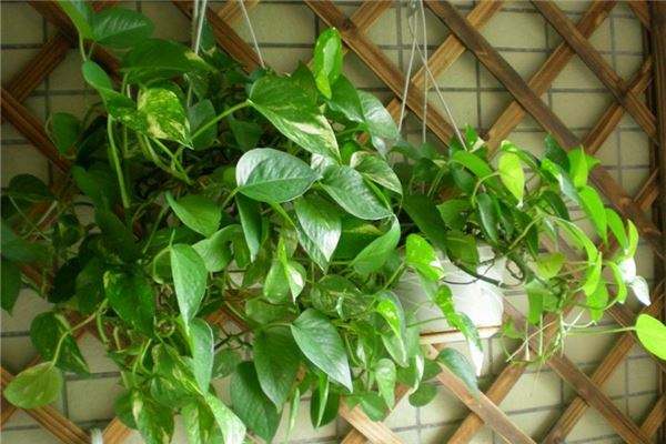 衛生間植物風水有哪些禁忌