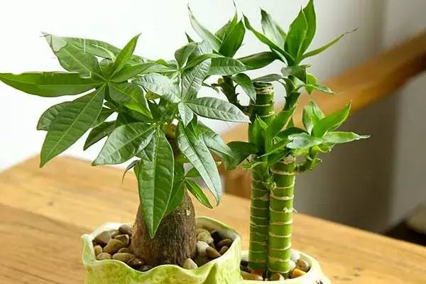 客廳風水植物擺放有哪些講究