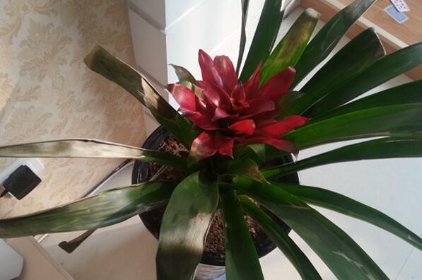 家里植物風水適合養什么
