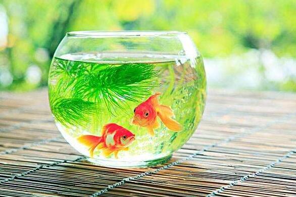 魚缸擺放風水注意事項有哪些