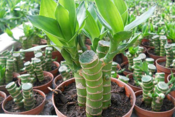 家居植物風(fēng)水常識：室內(nèi)可以養(yǎng)哪些花