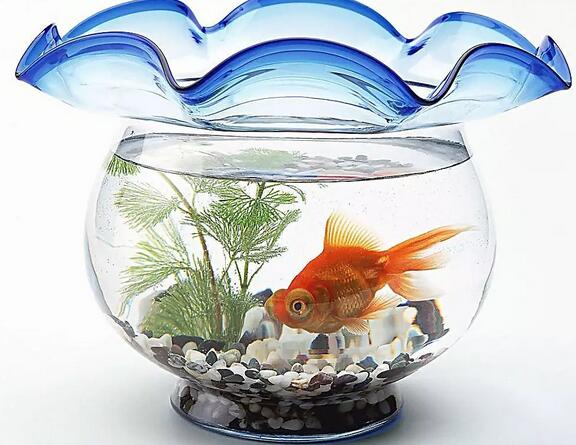 魚缸的風水擺放禁忌有哪些