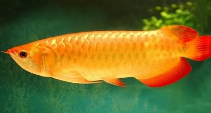金龍魚風水意義與作用有哪些