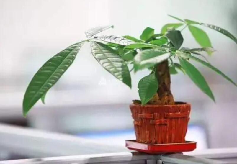 招財樹與風水：千萬不要放錯位置