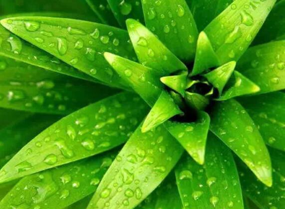 植物風水擺放有哪些禁忌