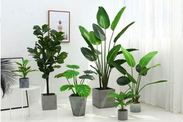 4大客廳植物擺放風水常識