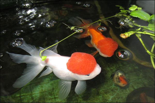 家庭養魚風水知識有哪些