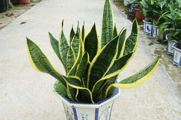 適合擺放在衛生間風水植物有哪些
