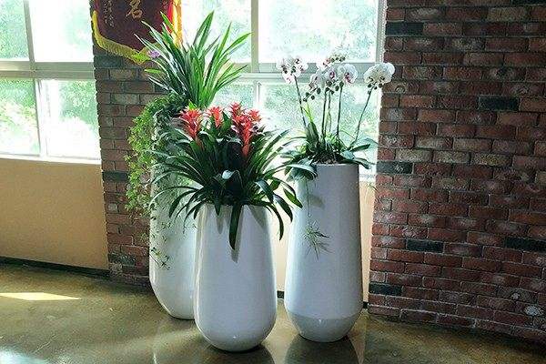 辦公室綠植擺放風水禁忌有哪些