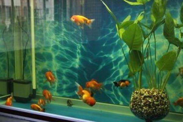 家里魚缸擺放風水有哪些問題
