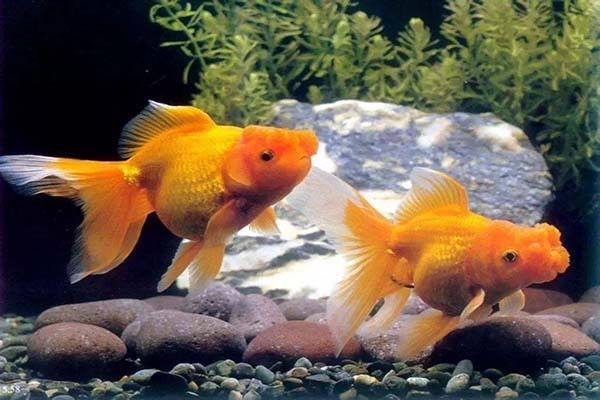 辦公室魚風水宜忌有哪些