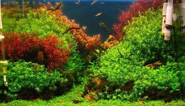 家里魚缸風水有什么講究？四點要注意