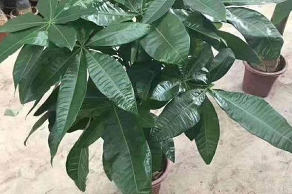 招財樹的風水擺放講究有哪些