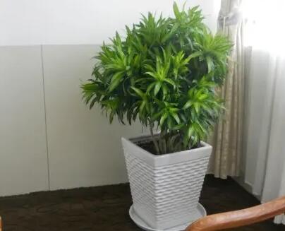 室內植物擺放風水禁忌有哪些