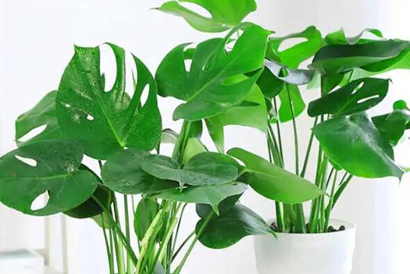 辦公室風水植物擺放禁忌有哪些