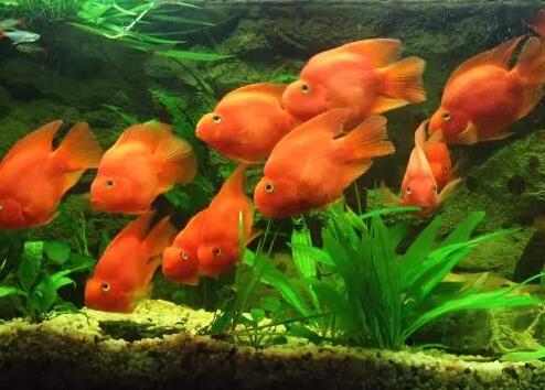 家里養魚風水講究有哪些