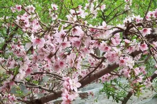 房屋風(fēng)水前面適合種什么樹(shù)
