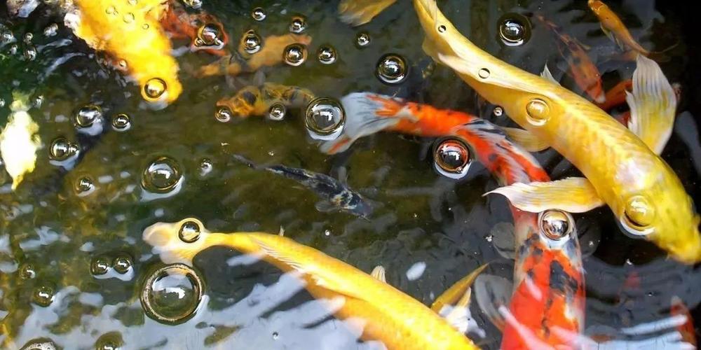最簡(jiǎn)單的催財(cái)風(fēng)水布局，5分鐘學(xué)會(huì)