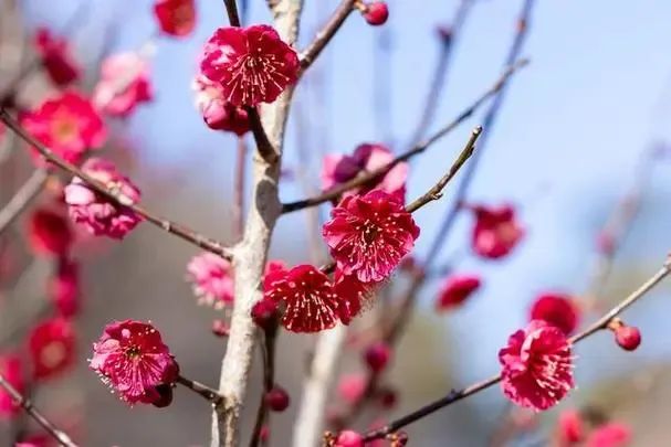 五花家里放，風水易不旺！要聽，得信！