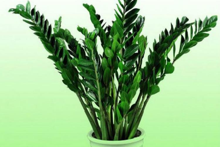 客廳旺財植物首選，促財風(fēng)水植物推薦