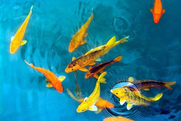 客廳養(yǎng)魚旺財品種，魚能提升財運風(fēng)水？